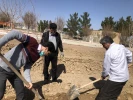 درختکاری 6