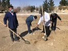 درختکاری 7