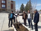 درختکاری 11